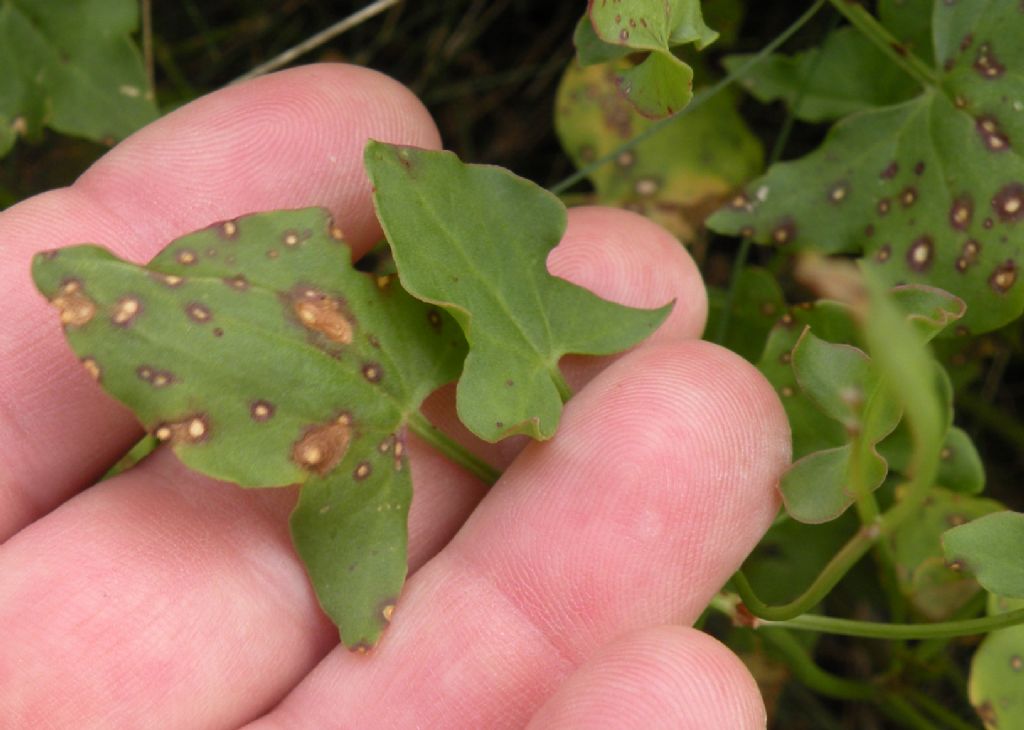 Gran Paradiso - Rumex scutatus e alpinus